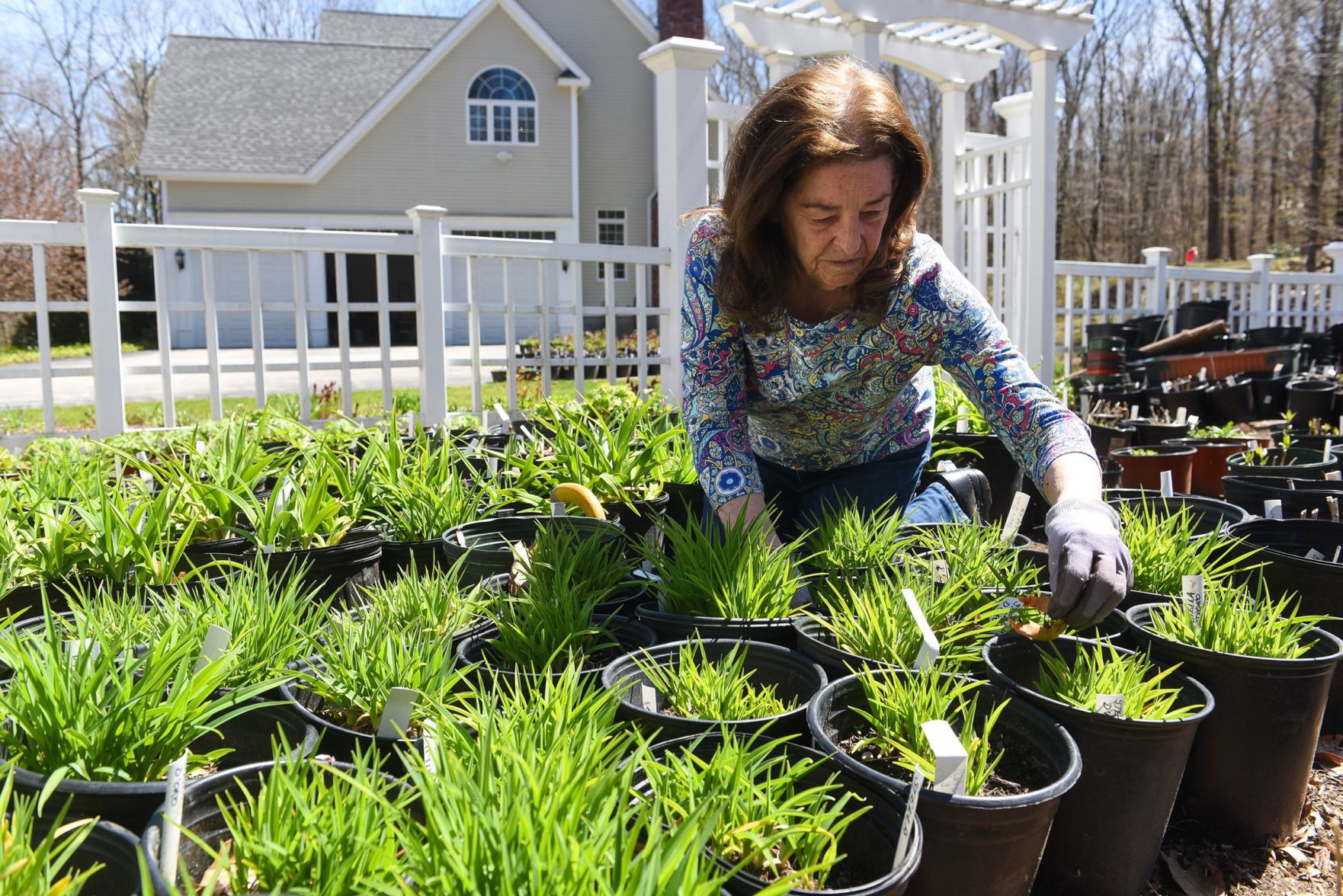 Tending the club's plants